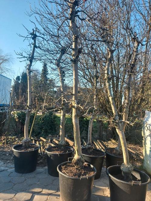 Appelbomen o.a. mooie oude Elstar, Tuin en Terras, Planten | Fruitbomen, Lente, In pot, Ophalen
