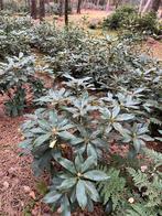 Grote  Rhododendron Struiken cunningham,s white, Ophalen of Verzenden, Rhododendron, Struik, Minder dan 100 cm