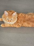 Siberische Boskat herplaatser, Dieren en Toebehoren, Katten en Kittens | Raskatten | Langhaar, Poes, Ontwormd, 0 tot 2 jaar