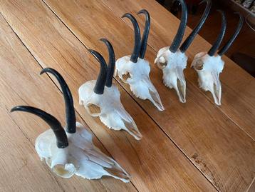 Gems,gemsschedels,Oostenrijk,hoorns,schedels,geweien beschikbaar voor biedingen