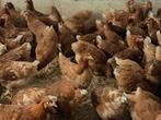 Legkippen, Meerdere dieren, Kip