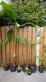 bananenplant Musa Basjoo, Tuin en Terras, Planten | Tuinplanten, Volle zon, Vaste plant, Zomer, Ophalen