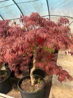 Acer palmatum, Bloeit niet, Halfschaduw, 100 tot 250 cm, Overige soorten