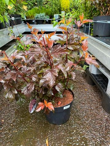 Physocarpus ‘lady in red’ beschikbaar voor biedingen