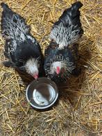 Hanen.  Gratis, Dieren en Toebehoren, Pluimvee, Mannelijk, Kip