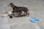 Korthaar Kaninchen x Dwerg Teckel pups, Dieren en Toebehoren, Honden | Teckels en Dashonden, Nederland, CDV (hondenziekte), 8 tot 15 weken