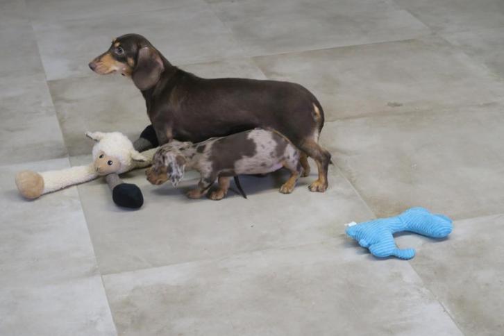 Korthaar Kaninchen x Dwerg Teckel pups, Dieren en Toebehoren, Honden | Teckels en Dashonden, Meerdere dieren, Korthaar, Dwerg