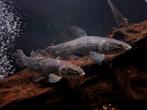 Hoplias Malabaricus ., Dieren en Toebehoren, Vis, Zoetwatervis