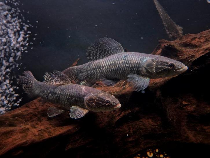 Hoplias Malabaricus ., Dieren en Toebehoren, Vissen | Aquariumvissen, Zoetwatervis, Vis