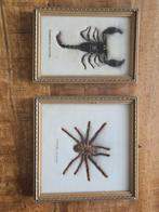 Gevat in lijsten: Spin en Schorpioen, Ophalen of Verzenden