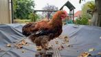 Goudpatrijs Cochin hanen, Dieren en Toebehoren, Pluimvee, Mannelijk, Kip