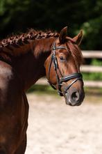 Bijrijder gezocht, Dieren en Toebehoren, Ruin, M, Dressuurpaard, 7 tot 10 jaar
