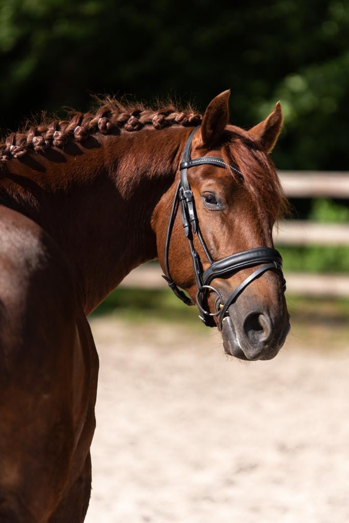 Bijrijder gezocht, Dieren en Toebehoren, Paarden, Ruin, M, 160 tot 165 cm, 7 tot 10 jaar, Dressuurpaard