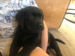 Super leuke vrolijke labrador pups!!!!, CDV (hondenziekte), 8 tot 15 weken, Labrador retriever, Meerdere