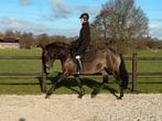 Valk apta PRE merrie, Dieren en Toebehoren, Paarden, Merrie, B, Gechipt, Dressuurpaard