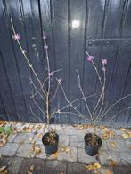 Callicarpa struiken, nu vol met bessen, Tuin en Terras, Ophalen of Verzenden, Overige soorten, Struik, Minder dan 100 cm