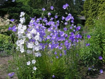 	 BIOLOGISCH ZAAD van CAMPANULA PERSICIFOLIA GEMENGD  beschikbaar voor biedingen