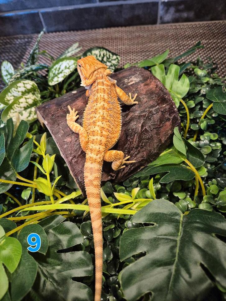 Baardagaam hypo orange