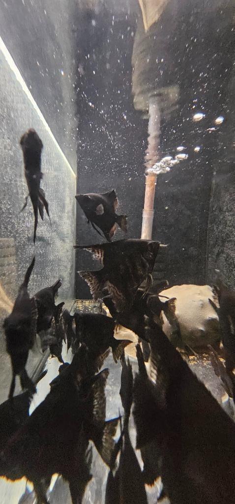 maanvissen (Pterophyllum scalare), Dieren en Toebehoren, Vissen | Aquariumvissen, Zoetwatervis, Vis, Schoolvis