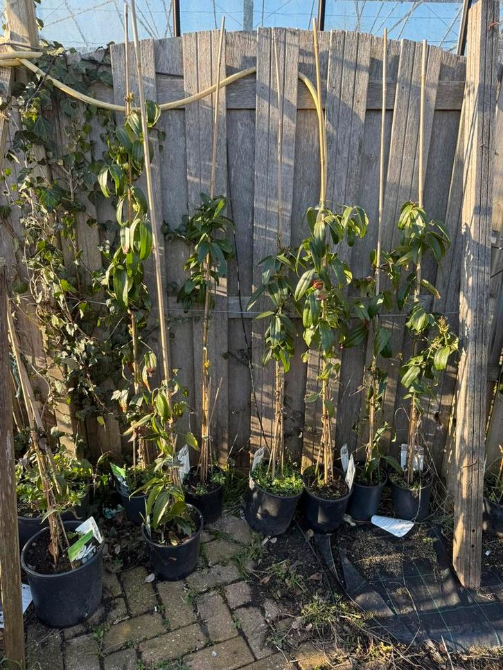 Wintergroene clematis overjarig  planten in knop 15,-, Tuin en Terras, Planten | Tuinplanten, Vaste plant, Klimplanten, Volle zon