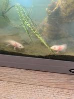 Axolotl baby’s!, Dieren en Toebehoren, Vissen | Aquariumvissen