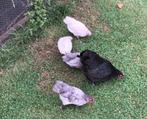 Australorp hanen, Dieren en Toebehoren, Mannelijk, Kip