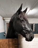 Lieve franse draver ruin zoekt 5*****+ huis, Dieren en Toebehoren, Paarden, Gechipt, Ruin, Niet van toepassing, 7 tot 10 jaar