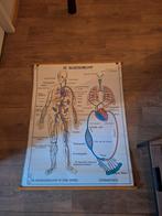 Oude Schoolplaat van de Spijsvertering en de Bloedsomloop, Antiek en Kunst, Antiek | Schoolplaten, Ophalen of Verzenden, Natuur en Biologie