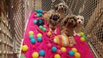 PRACHTIGE  MALTIPOO PUPS                  (  4 teefjes   ), Parvo, Maltezer, Nederland, 15 weken tot 1 jaar