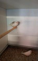 Jonge bonte zebravink plus witte zebravink, Dieren en Toebehoren, Vogels | Overige Vogels, Geslacht onbekend, Geringd