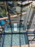 2x kleine cubavink, Dieren en Toebehoren, Meerdere dieren, Tropenvogel