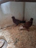 Koppel vinkduiven, Meerdere dieren, Overige soorten