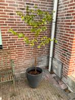 Boompje in pot, Overige soorten, 100 tot 250 cm, Ophalen, Volle zon
