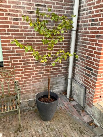 Boompje in pot beschikbaar voor biedingen