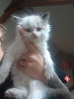 Ragdoll kittens, Dieren en Toebehoren, Katten en Kittens | Raskatten | Langhaar, Poes