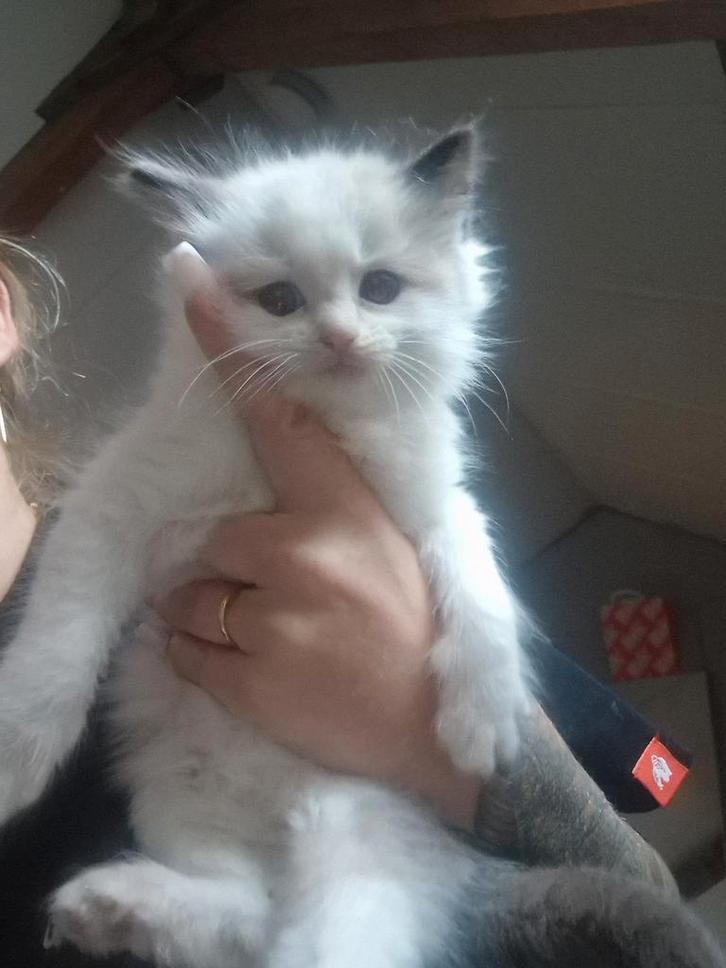 Ragdoll kitten, Dieren en Toebehoren, Katten en Kittens | Raskatten | Langhaar, Poes