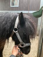 Superlieve Shetlander merrie anderhalf jaar, Dieren en Toebehoren, Pony's, Merrie, A pony (tot 1.17m), Ontwormd, 0 tot 2 jaar