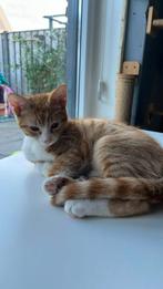 Rode kitten met witte voetjes, Dieren en Toebehoren, Katten en Kittens | Overige Katten, Kater, Kortharig, 0 tot 2 jaar