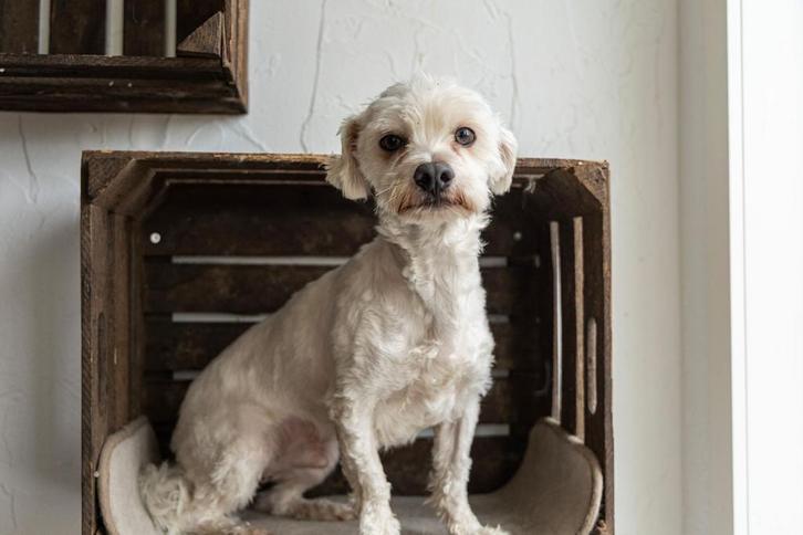 Maltezer Leeuwtje x Naakthondje reu 3 jaar, Dieren en Toebehoren, Honden | Chihuahua's en Gezelschapshonden, Reu, Overige rassen