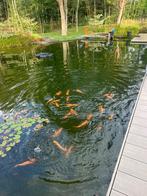 Goudwindes, Dieren en Toebehoren, Baars of Goudwinde