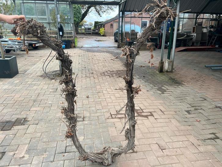 Druivenranken druiventakken druivenstronken terrarium deco, Dieren en Toebehoren, Reptielen en Amfibieën | Toebehoren, Nieuw, Tak, Plant, Rots of Steen