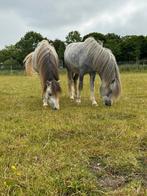 Welsh pony’s,  halfbroertjes, Dieren en Toebehoren, Pony's, Gechipt, Hengst, 3 tot 6 jaar, B pony (1.17m tot 1.27m)