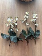 Orchidee takken 2 kleine 2 grotere, Ophalen of Verzenden, Zo goed als nieuw, Binnen