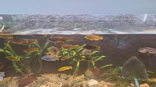 Div. cichliden, Dieren en Toebehoren, Vissen | Aquariumvissen, Zoetwatervis, Vis, Schoolvis