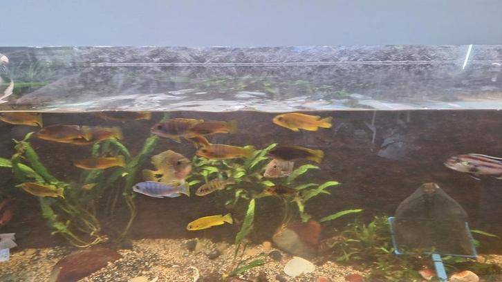 Div. cichliden, Dieren en Toebehoren, Vissen | Aquariumvissen, Zoetwatervis, Vis, Schoolvis