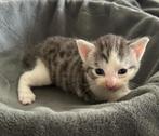 Kittens, Dieren en Toebehoren