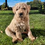 Prachtige sociale labradoodle pups, Dieren en Toebehoren, CDV (hondenziekte), 8 tot 15 weken, Meerdere, Meerdere dieren