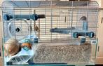 hamsterkooi met een bak van plexiglas zo goed als nieuw, Kooi, Muis, Ophalen, Minder dan 60 cm