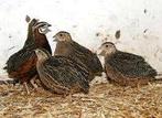 Japanse Kwartels, Dieren en Toebehoren, Pluimvee, Meerdere dieren, Kip