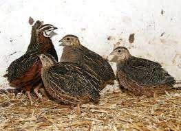 Japanse Kwartels, Dieren en Toebehoren, Pluimvee, Kip, Meerdere dieren